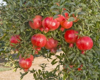 Eve Pomegranate Tree Potted Plant - several sizes