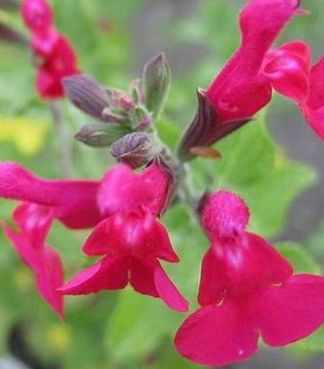 San Carlos Festival Salvia Plant