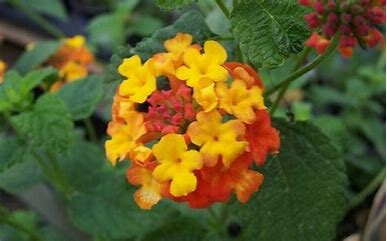 Hardy Lantana - Miss Huff Plant