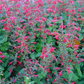 Red Salvia Arriba Seeds - 25 Count, Native Hummingbird Plant, Deer Resistant, Zones 7-10