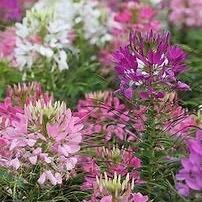 Cleome Seeds (Spider Flower) – 50 Seeds, Self-Seeding Annual, Pink & Purple Blooms