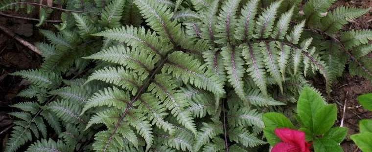 Japanese Painted Fern