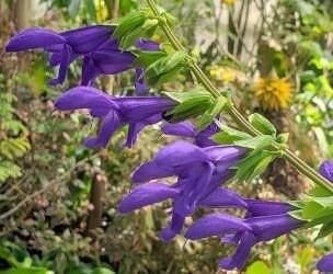 Van Remsen Salvia, Anise Sage