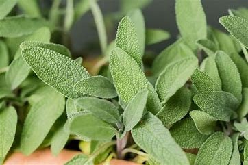 Culinary Sage Plant (Salvia officinalis)