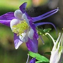 Wild Blue Columbine Plant - AQUILEGIA Caerulea (Seedlings)