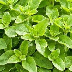 Greek Oregano - Edible Herb Plant, Pollinator-Friendly, Hardy Zones 4-9