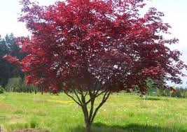 Upright Japanese Maple Tree - Bare-root, 1-2' Tall
