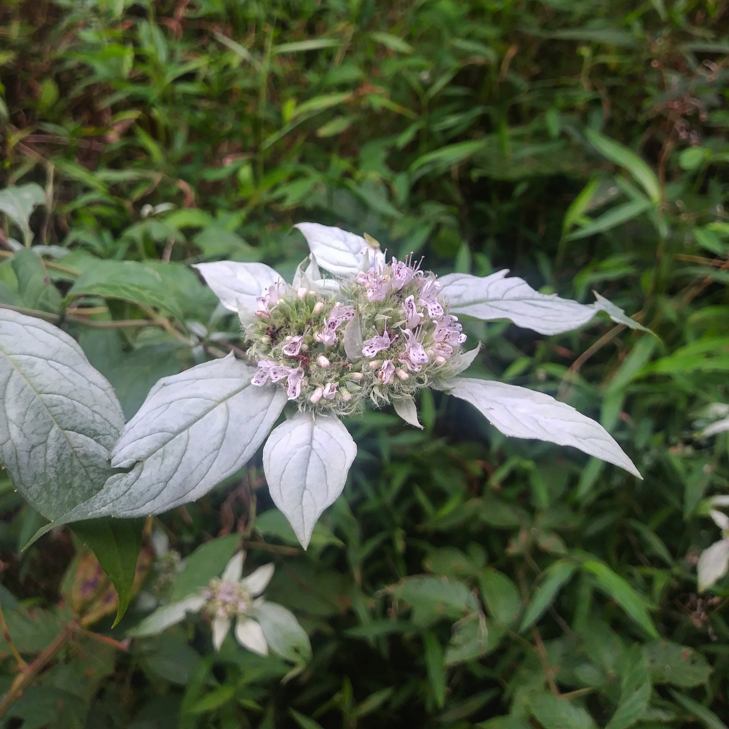 Mountain Mint Plant