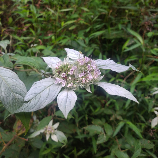 Mountain Mint Plant