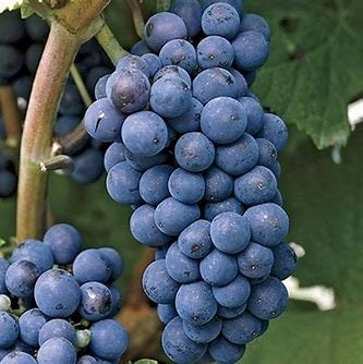 Concord Grape Cuttings