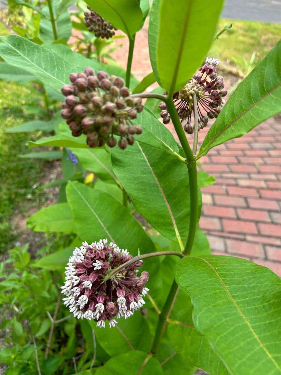 100 Common Milkweed Seeds, Full Sun, Perennial Flower, Steep Hill Garden - free ship