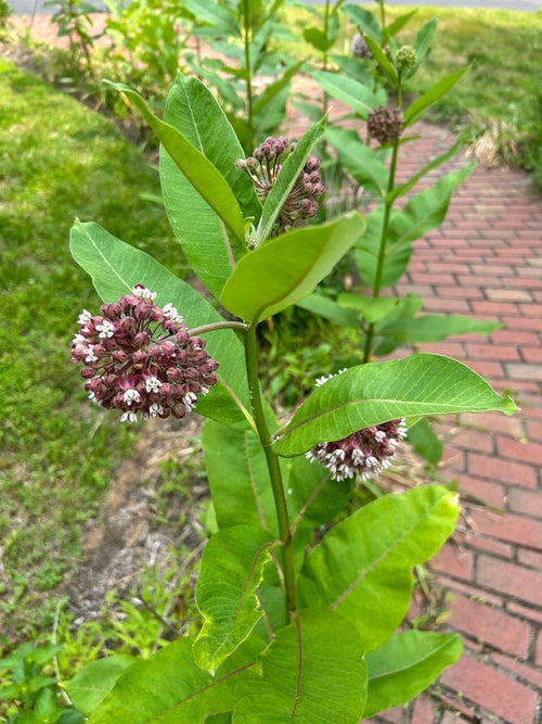 100 Common Milkweed Seeds, Full Sun, Perennial Flower, Steep Hill Garden - free ship