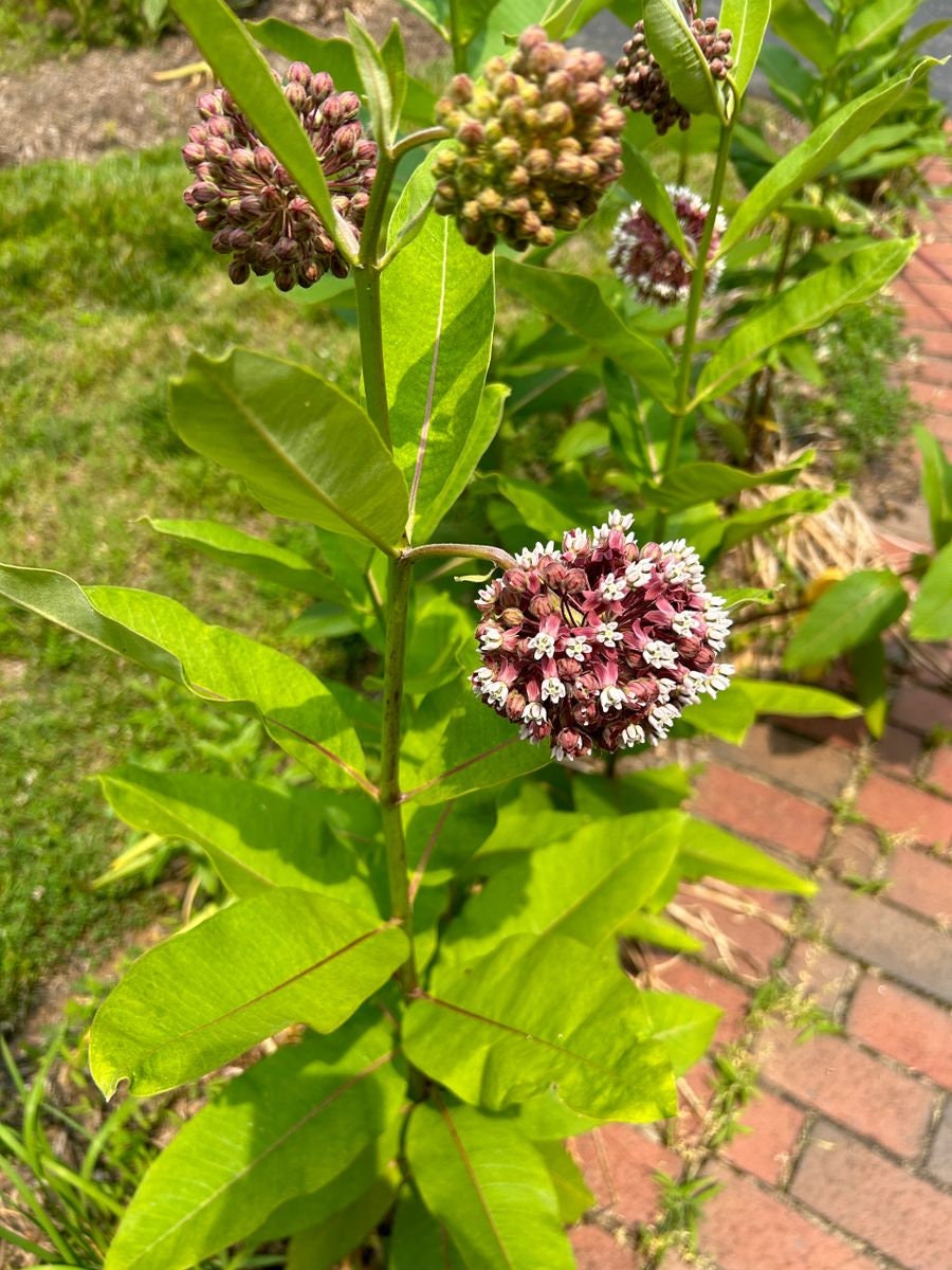 100 Common Milkweed Seeds, Full Sun, Perennial Flower, Steep Hill Garden - free ship