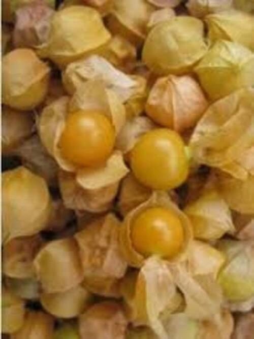 Pineapple Ground Cherry Starter Plants, Full Sun, Annual Fruit, Steep Hill Garden