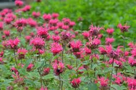 Pink Bee Balm (Monarda)