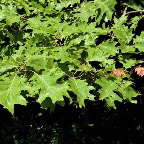 Northern Red Oak Tree, Full-Part Sun, Perennial Tree Steep Hill Garden (Bare Root)