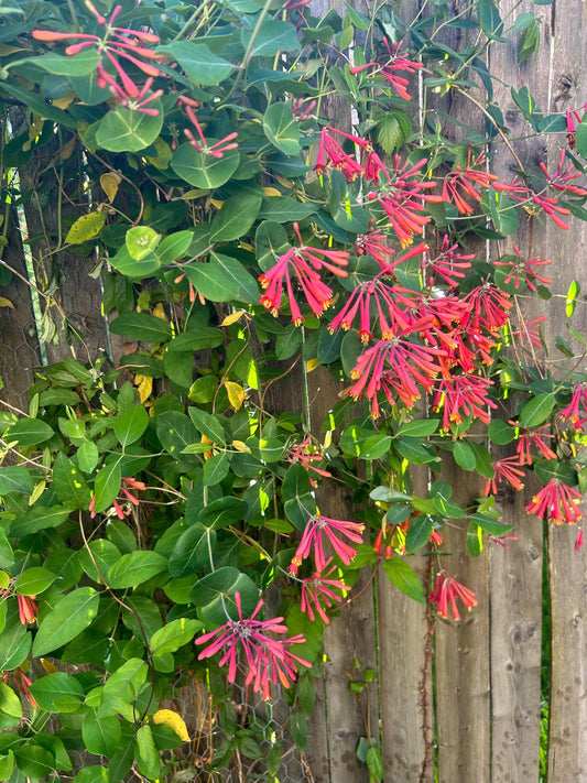 Trumpet Honeysuckle (Lonicera sempervirens) Seeds - 5 Seeds