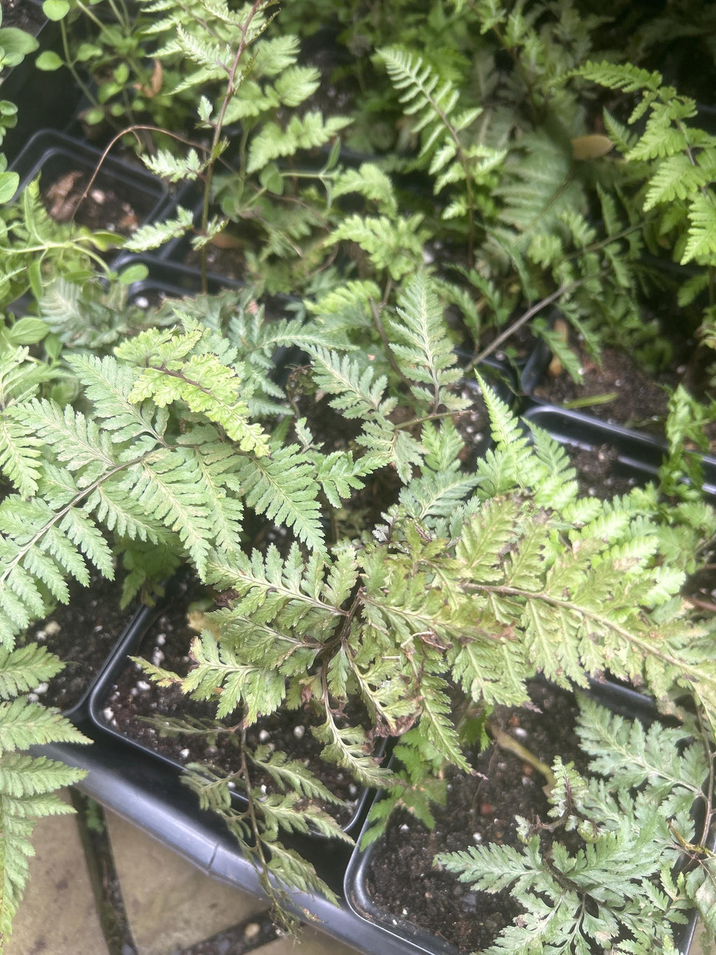 Japanese Painted Fern