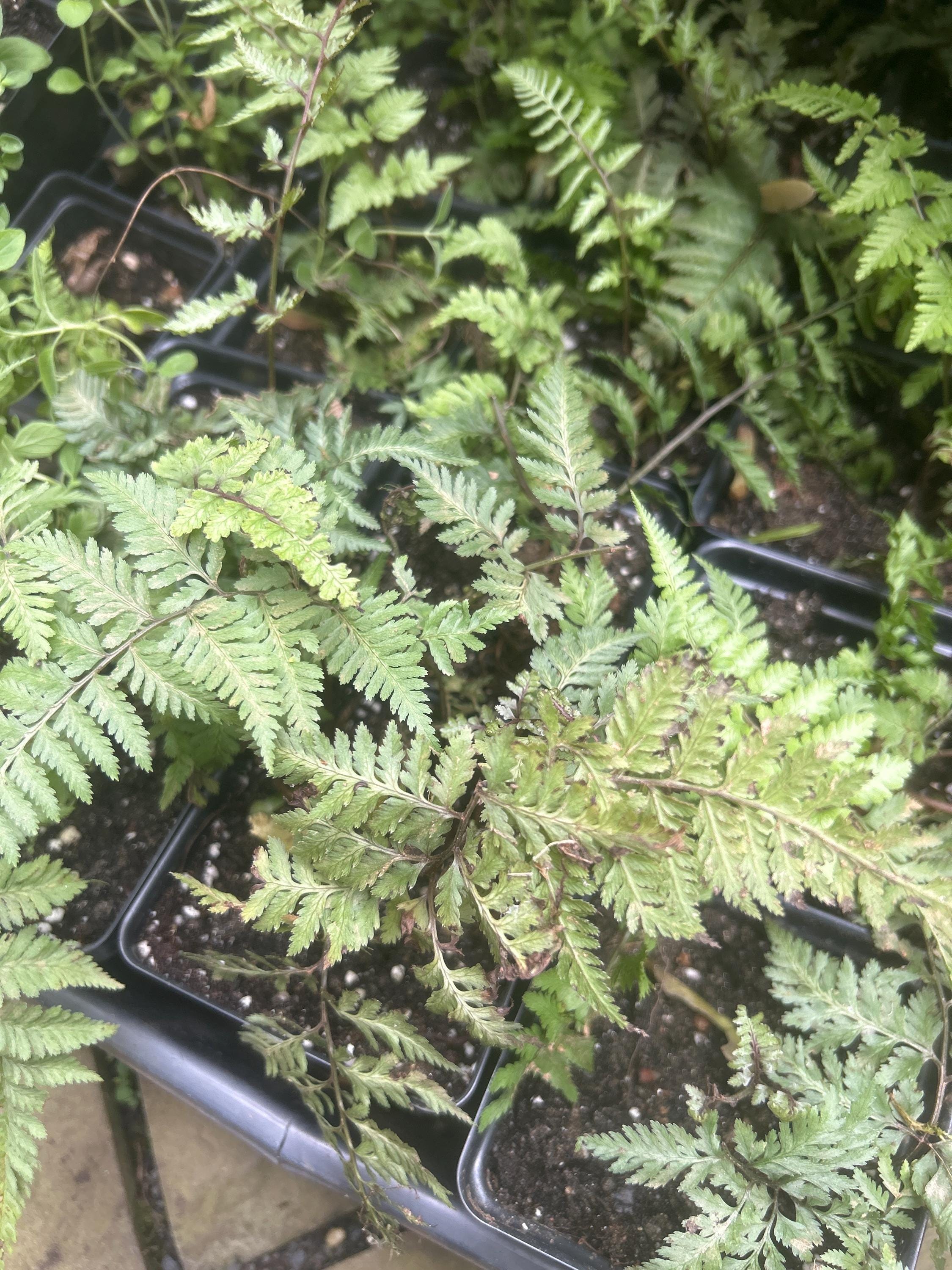 Japanese Painted Fern