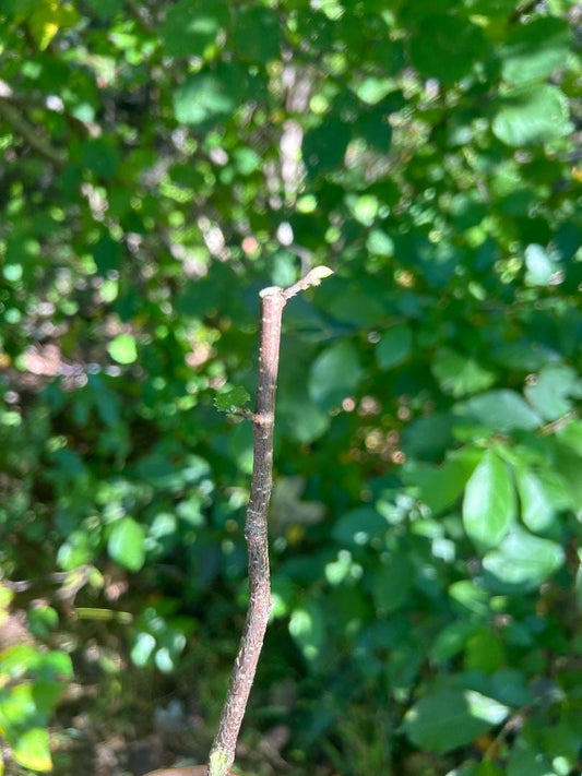 European Hazelnut Cuttings:  10, 6" cuttings