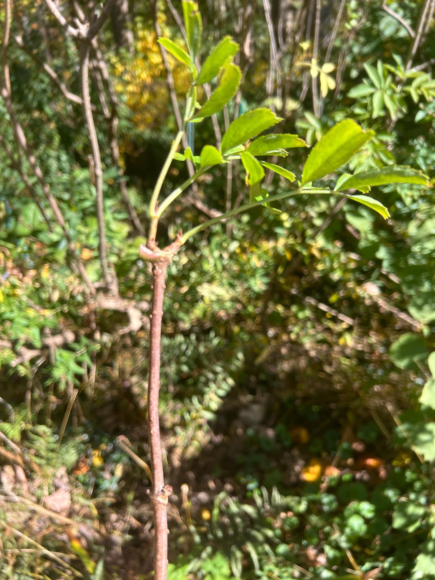 Elderberry Cuttings:  5, 6" cuttings