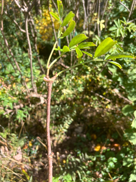 Elderberry Cuttings:  5, 6" cuttings