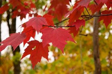 Red Maple Tree, Full-Part Sun, Perennial Tree (2.5" Pot)