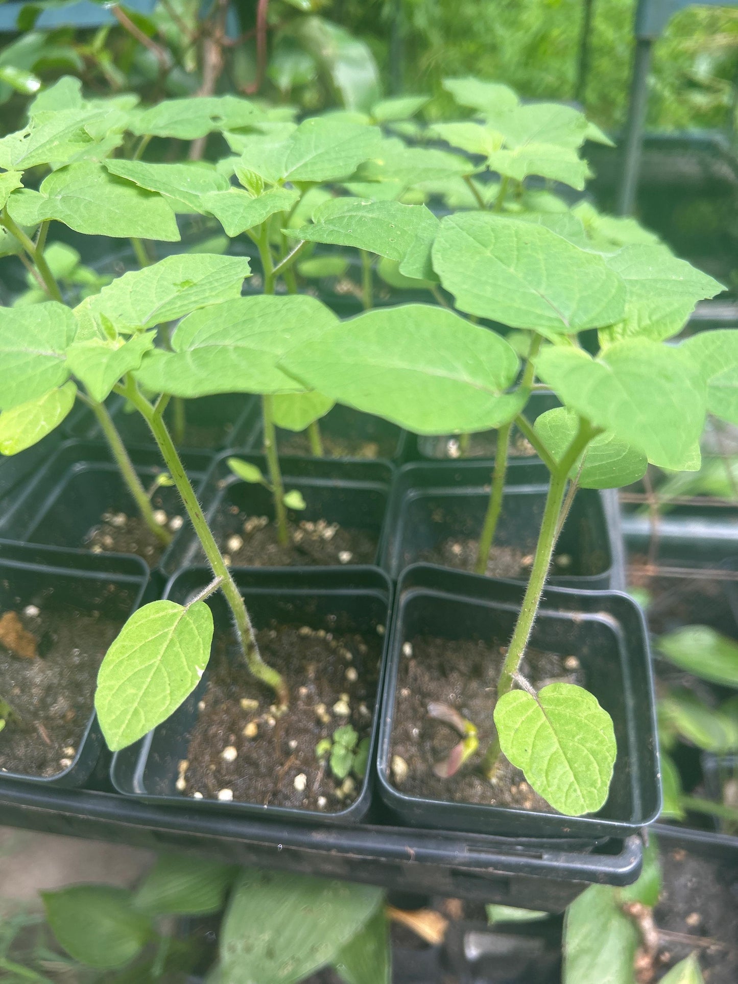 Pineapple Ground Cherry Starter Plants, Full Sun, Annual Fruit, Steep Hill Garden