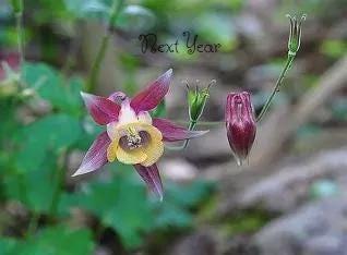 AQUILEGIA Oxysepala Columbine Potted Plants (Seedlings)
