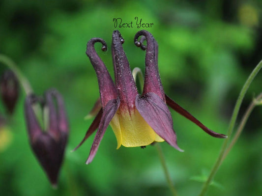 AQUILEGIA Oxysepala Columbine Potted Plants (Seedlings)