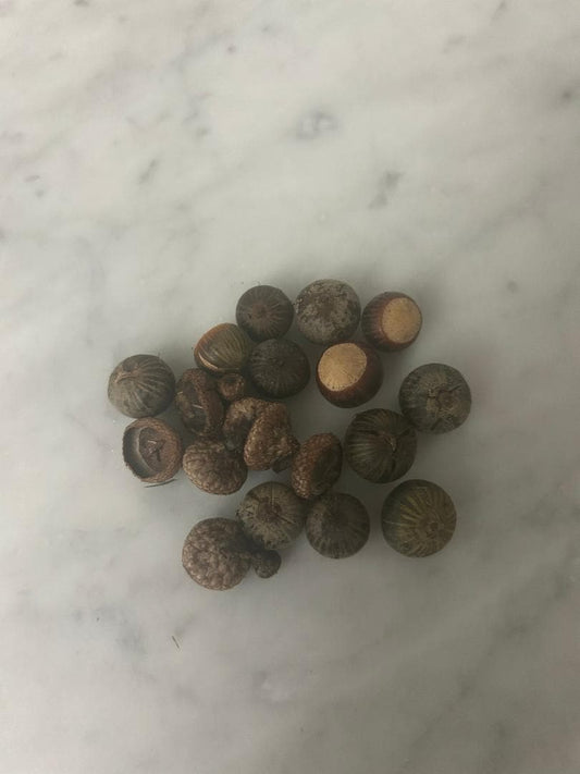 10 Pin Oak Acorns (tops and seeds)