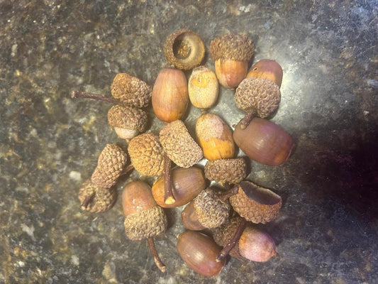 10 Red Oak Acorns (tops and seeds)