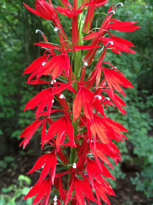 Cardinal Flower Seeds (100 Seeds)