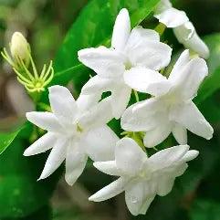 Hardy Jasmine Plants (Jasminum Officinal)