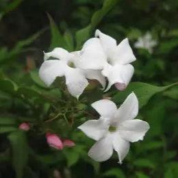 Hardy Jasmine Plants (Jasminum Officinal)