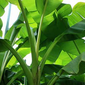 Hardy Banana (Musa Basjoo)