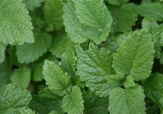Lemon Balm - Edible Herb Plant, Calming Tea, Pollinator-Friendly, Zones 4-9