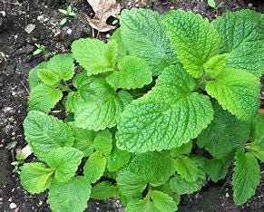 Lemon Balm - Edible Herb Plant, Calming Tea, Pollinator-Friendly, Zones 4-9