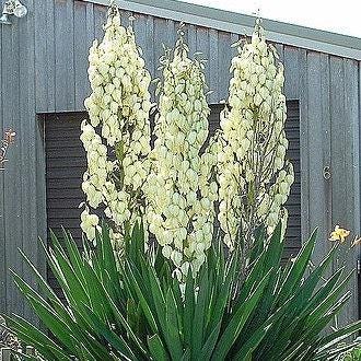 Yucca Filamentosa Plant