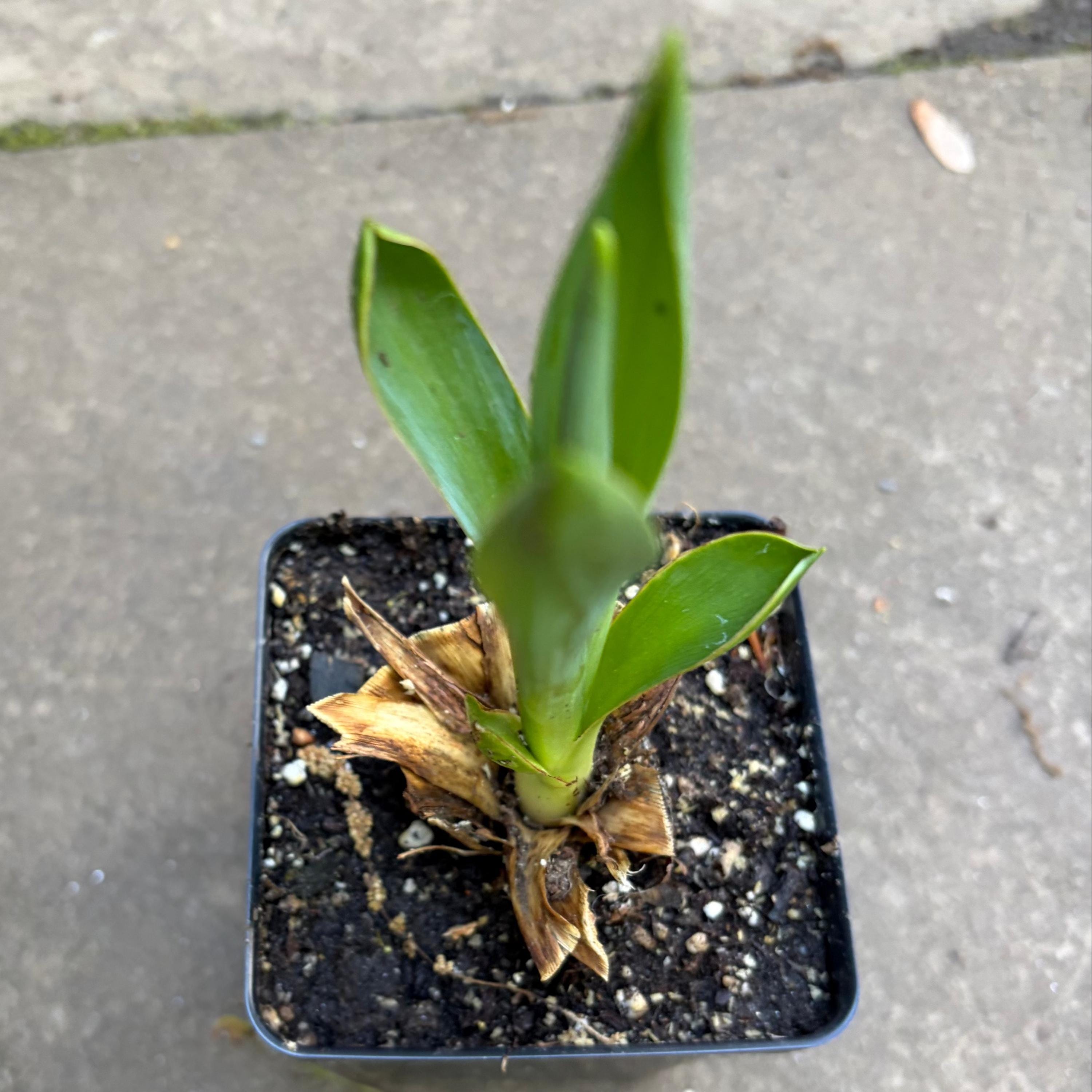 Yucca Filamentosa Plant