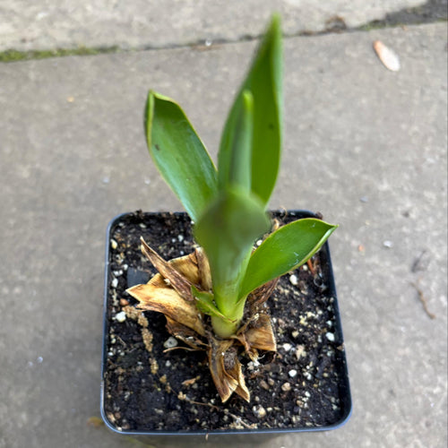 Adam's Needle Yucca Live Plant – Yucca filamentosa — plant detail