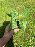 Red Maple Live Tree – Acer rubrum