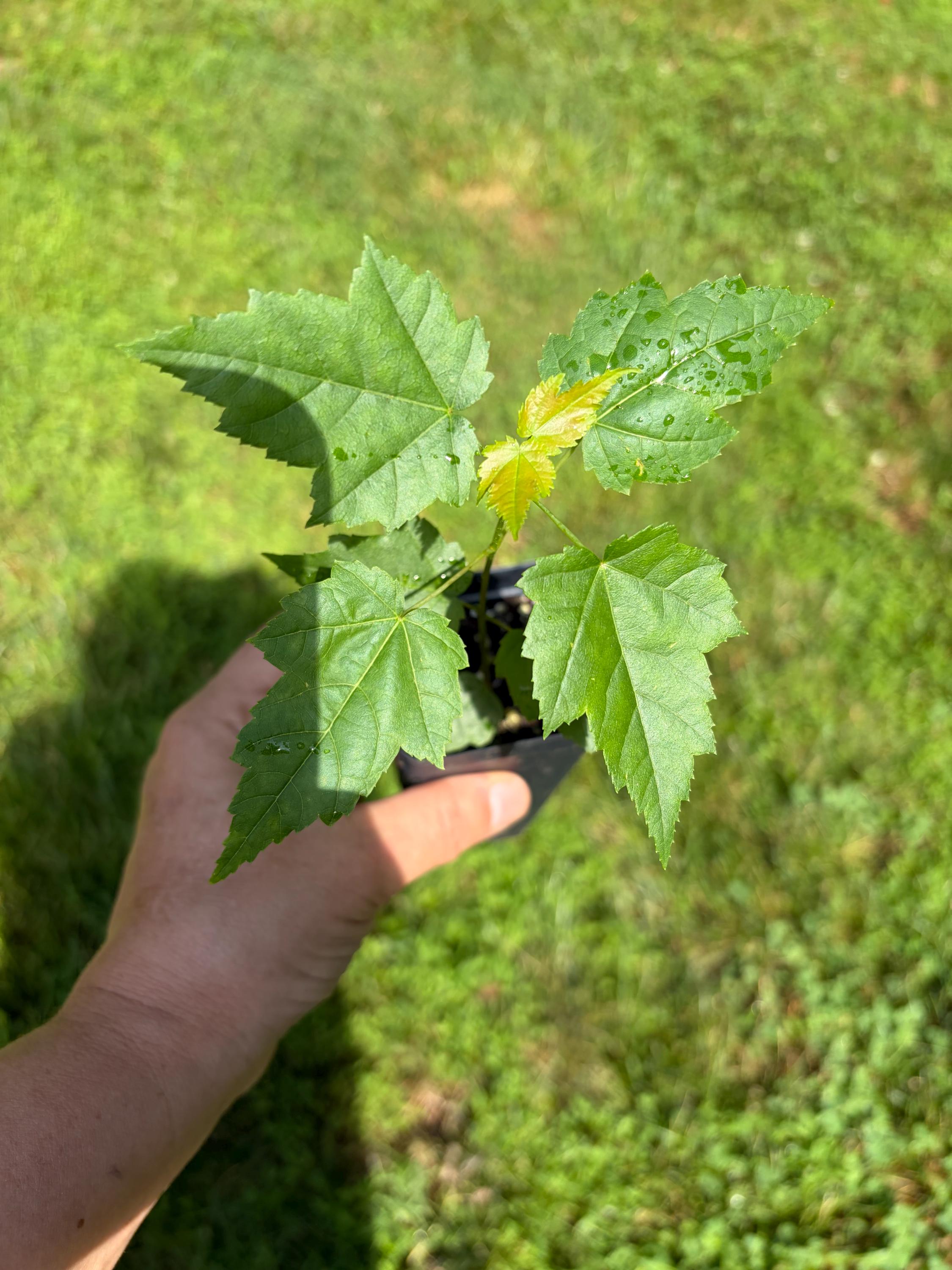 Red Maple Live Tree – Acer rubrum