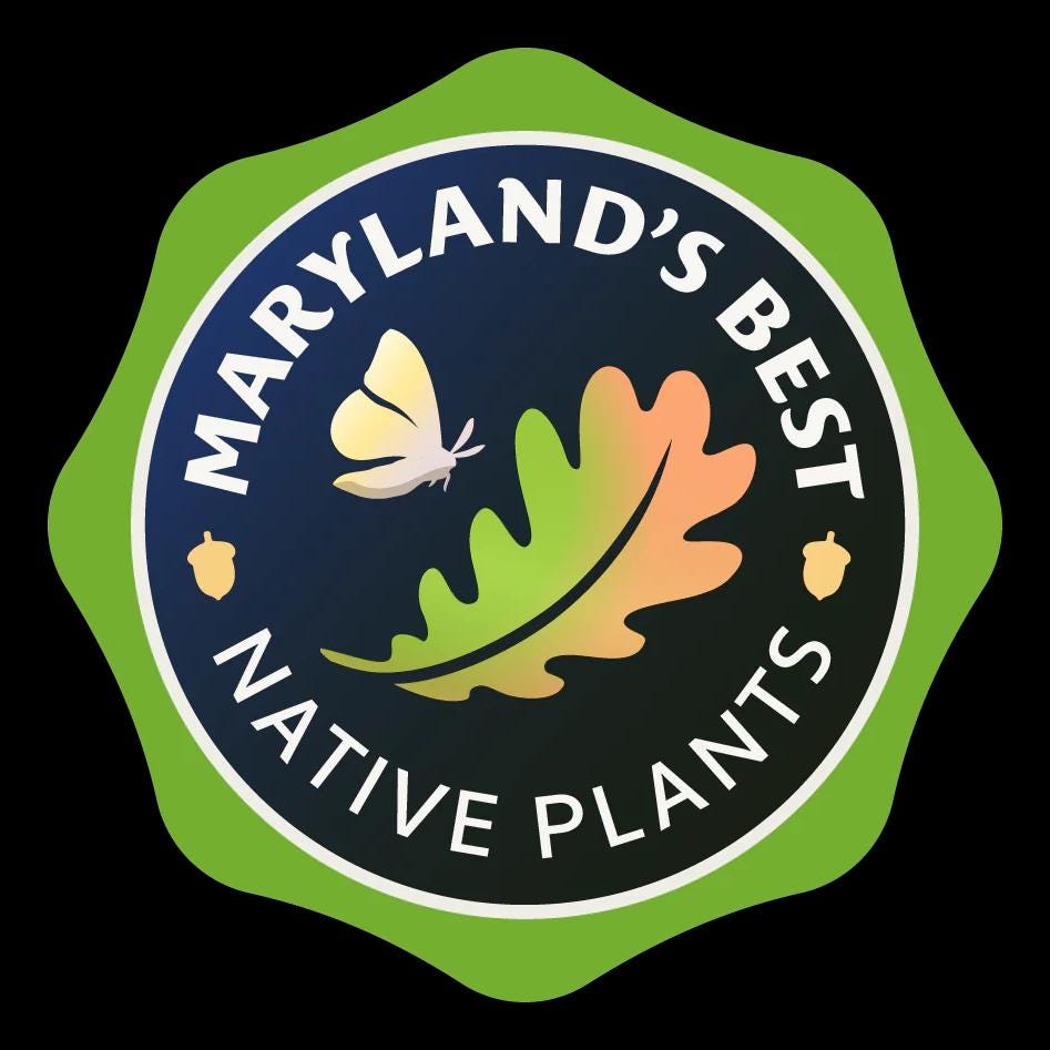 Obedient Plant Live Plants (Physostegia Virginiana)