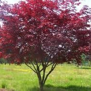 Japanese Maple Tree