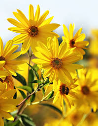 Jerusalem Artichoke Plants (3.25" Pot)