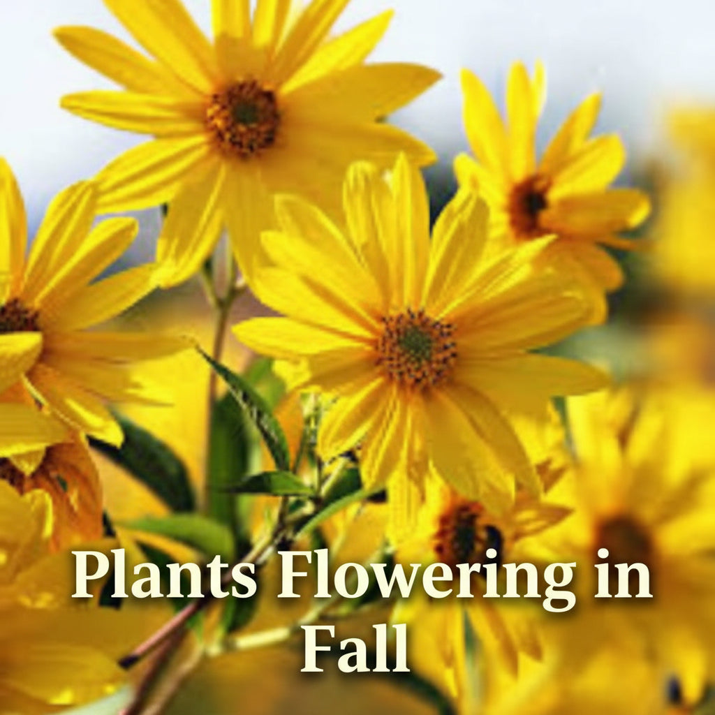 Jerusalem Artichoke (Helianthus tuberosus) Live Plants – Sunchoke, Edible Perennial, Zones 4–9
