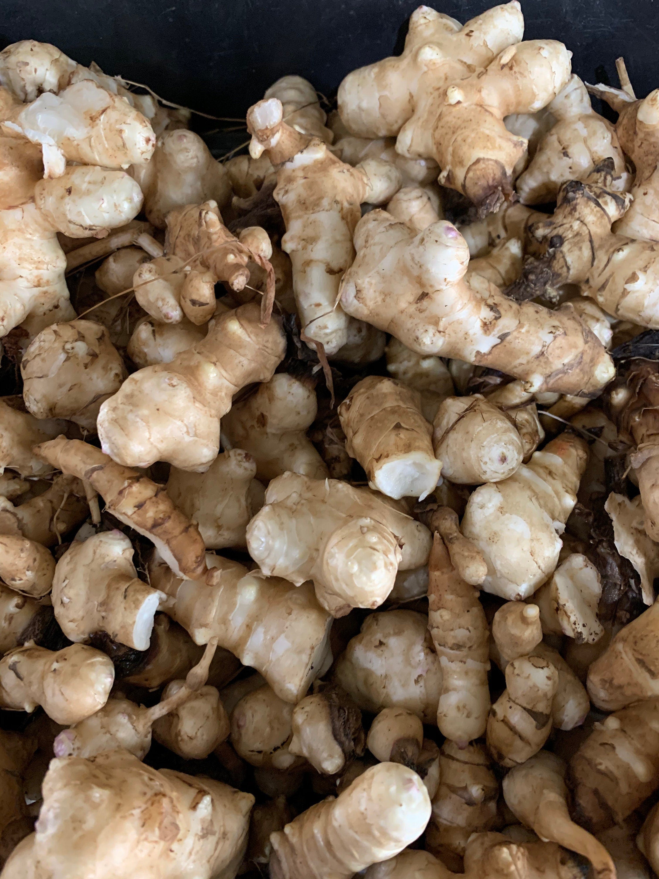 Jerusalem Artichoke  Seed Tubers - 1/2-1 Pounds, Helianthus Tuberosus, Perennial Vegetable, Zones 3-9, Ship Late September and October