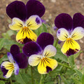 Johnny Jump Up (Viola tricolor) Live Plants – True Heirloom Viola, Perennial, Zones 3–8