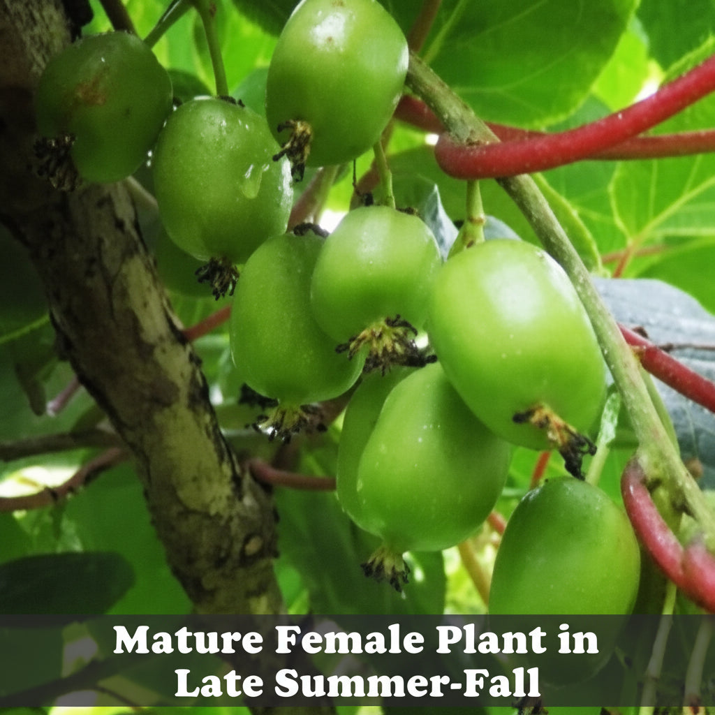 Hardy Kiwi Plants - Actinidia Arguta (Anna Female & Meader Male)